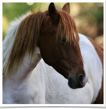 Chinctoeague Pony - Posing Chinctoeague Pony - Posing